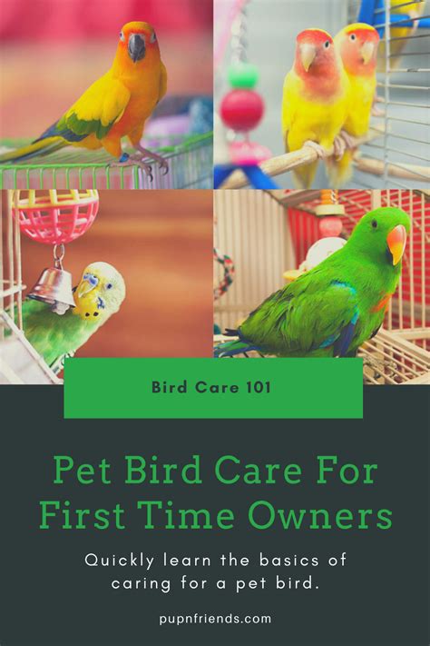 養雀|養雀小知識 Bird caring tips 